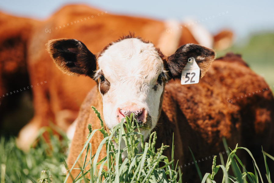 Hereford Calf in Pasture 68060