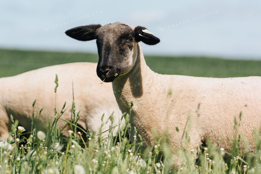 Sheep in Pasture 68075