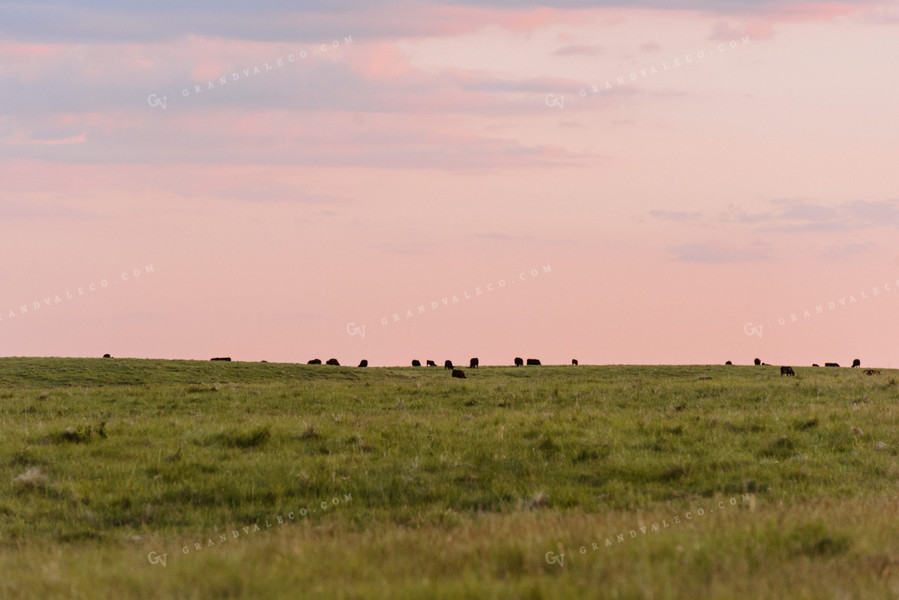 Angus Cattle Grazing in Pasture 68078