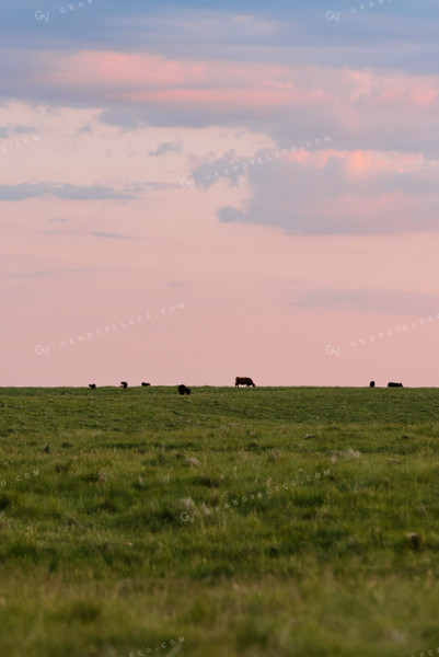 Angus Cattle Grazing in Pasture 68080