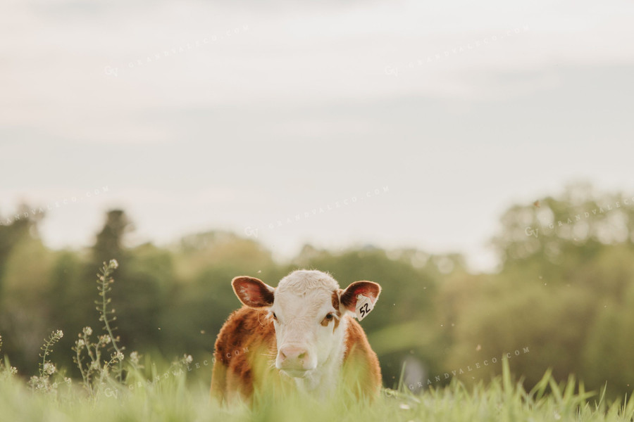 Hereford Calf in Pasture 68089