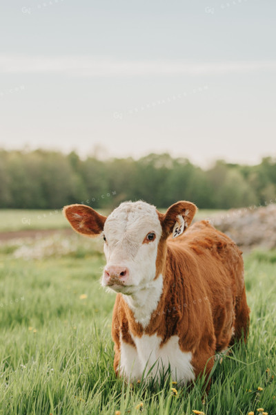 Hereford Calf in Pasture 68093