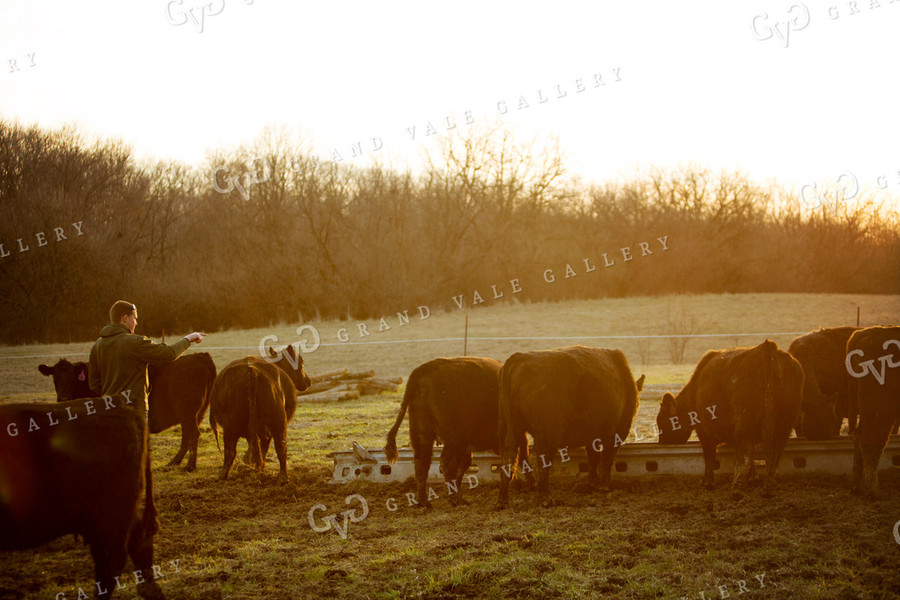 Calf - Charolais and Angus Cross 2280