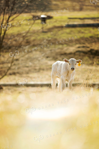 Calf - Charolais and Angus Cross 2256