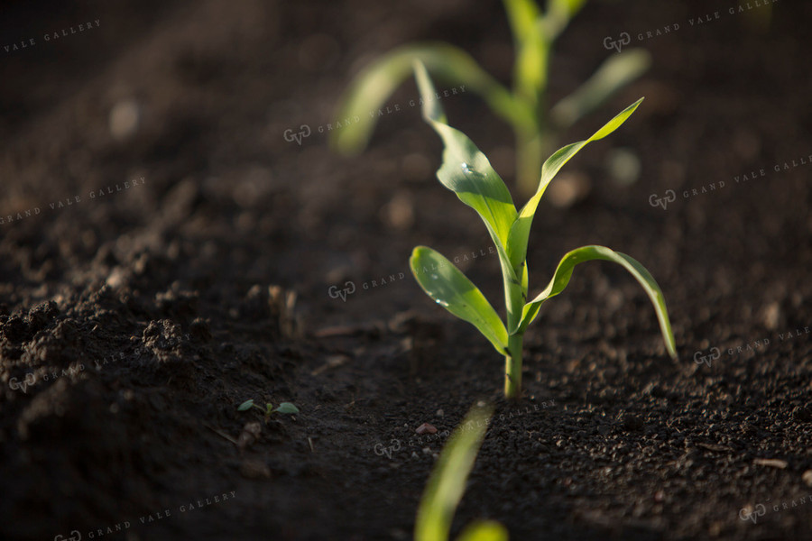 Corn - Early Growth 1055