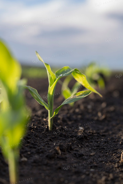 Corn - Early Growth 1057