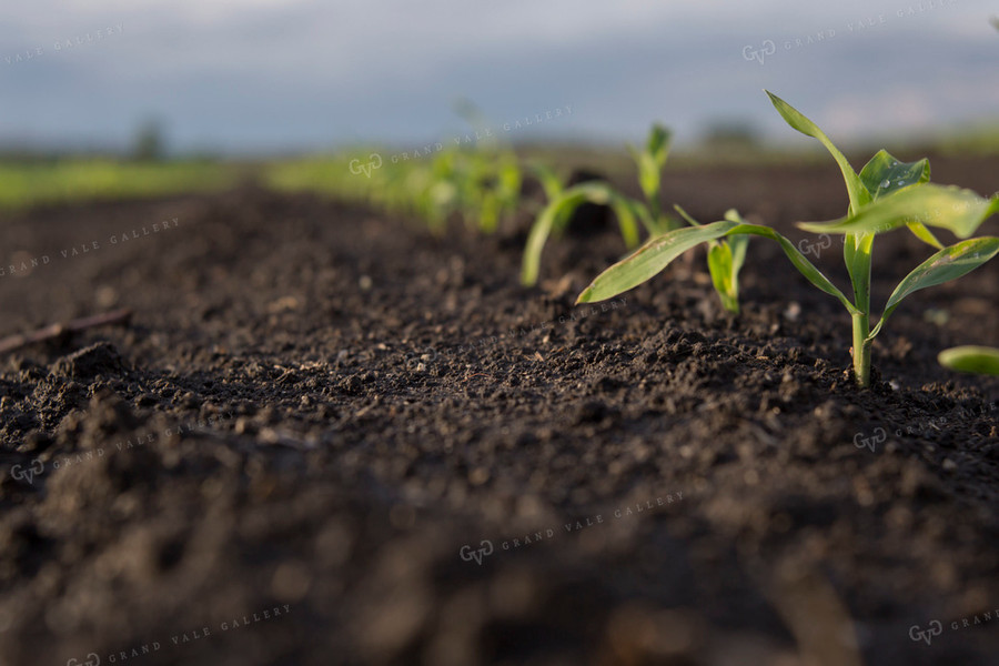 Corn - Early Growth 1059