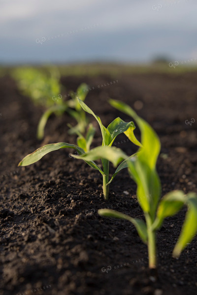 Corn - Early Growth 1060