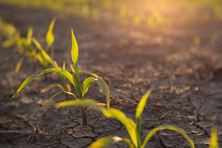 Corn - Early Growth 1065
