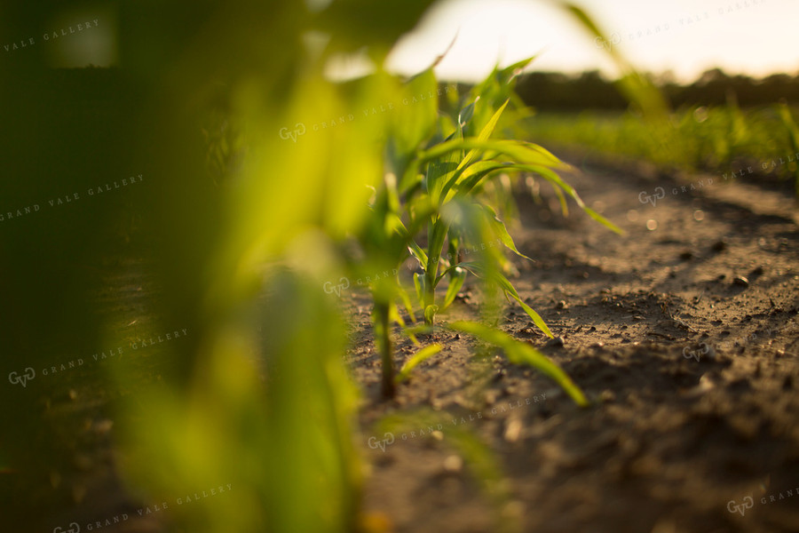 Corn - Early Growth 1069