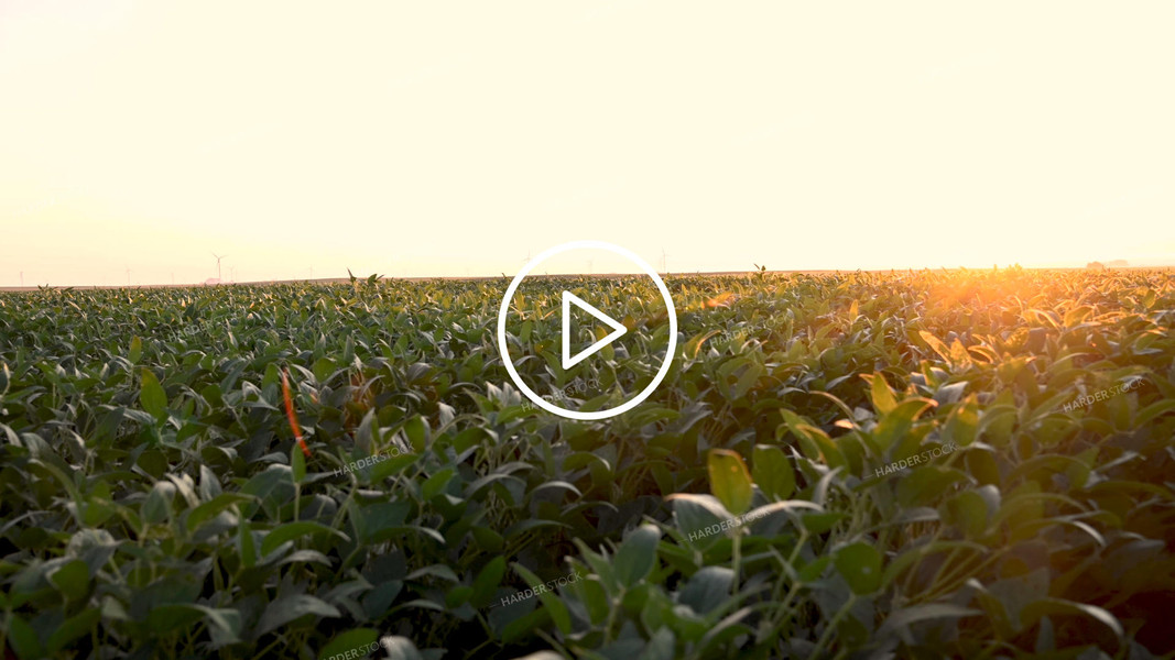 Sunrise over Growing Soybeans - 359