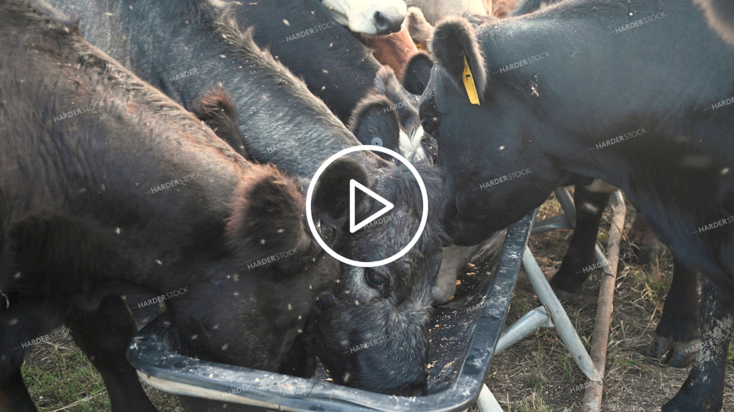 Cattle Eating Corn Feed at Pasture - 377