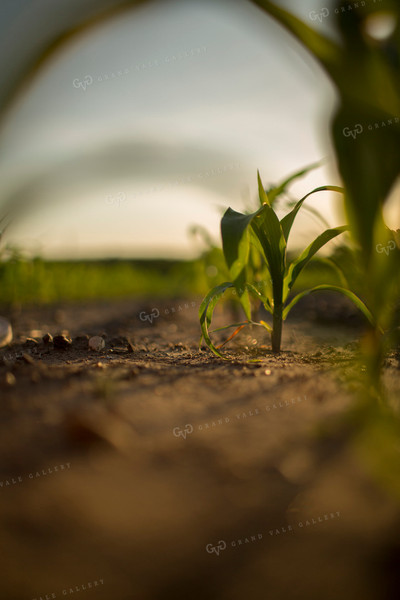 Corn - Early Growth 1074