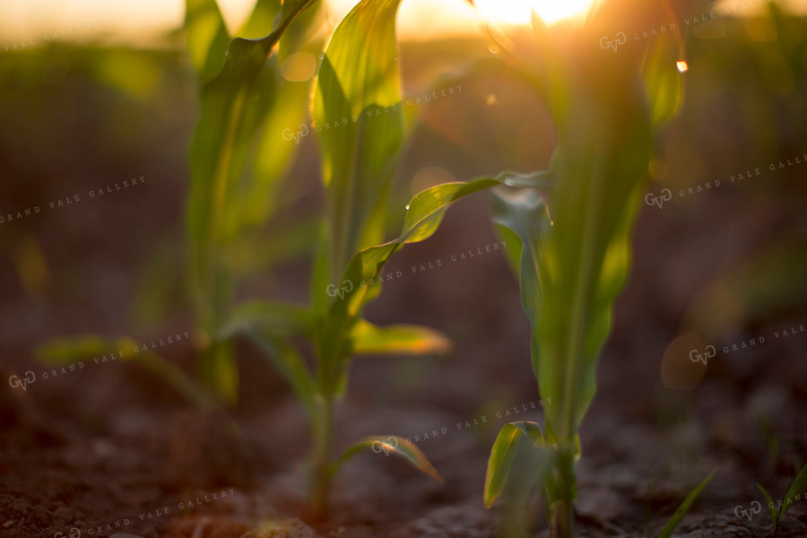 Corn - Early Growth 1081
