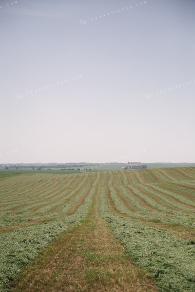 Windrowed Hay Silage Field 70056