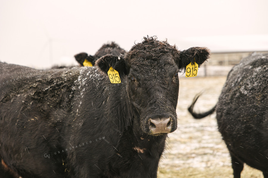 Angus Cattle in Winter 70087