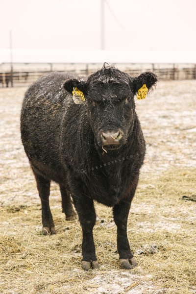 Angus Cattle in Winter 70089