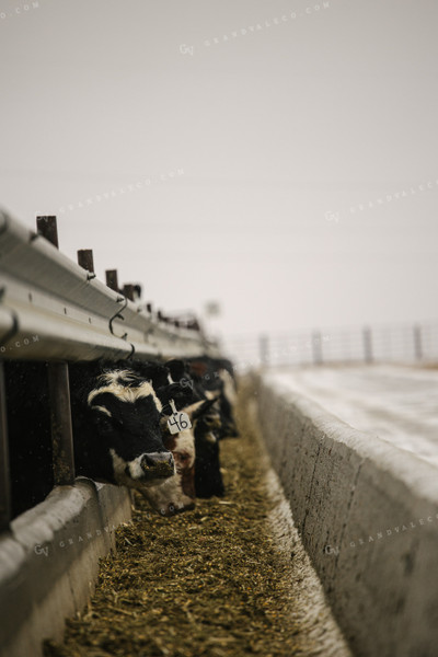 Black Baldy Cattle Eating out of Feed Bunk in Feedlot 70099