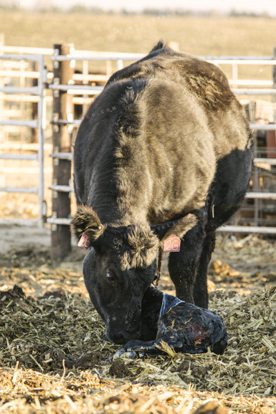 Cow Giving Birth to Calf 70116