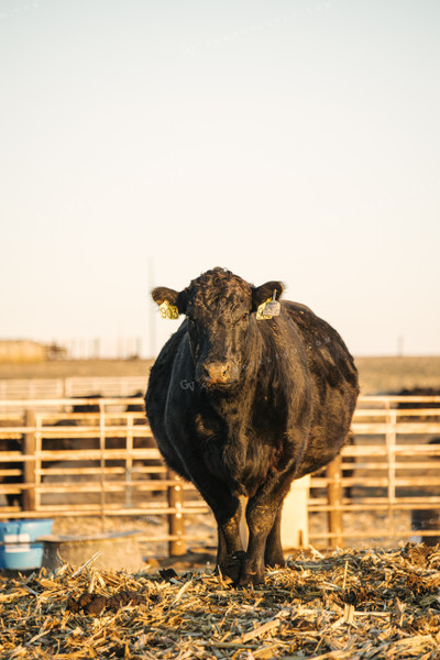 Angus Cow 70126