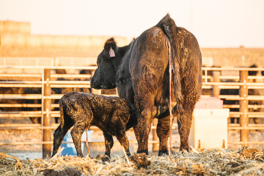 Cow Giving Birth to Calf 70128