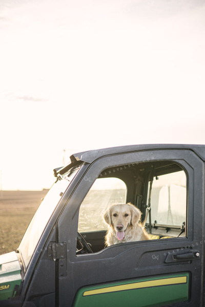 Ranch Dog in UTV 70141