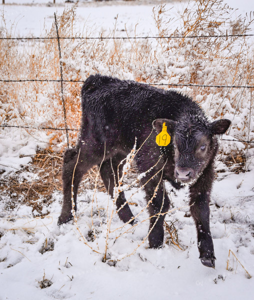 New Calf in Snow 56283