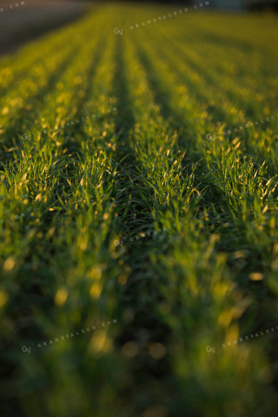 Up Close Wheat Rows 5438