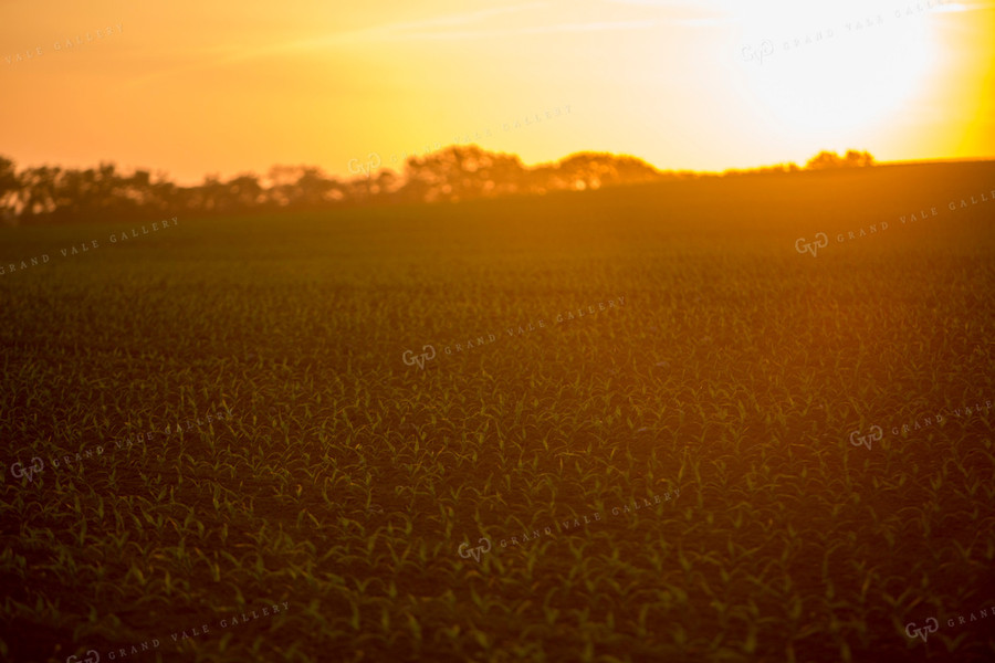 Corn - Early Growth 1121