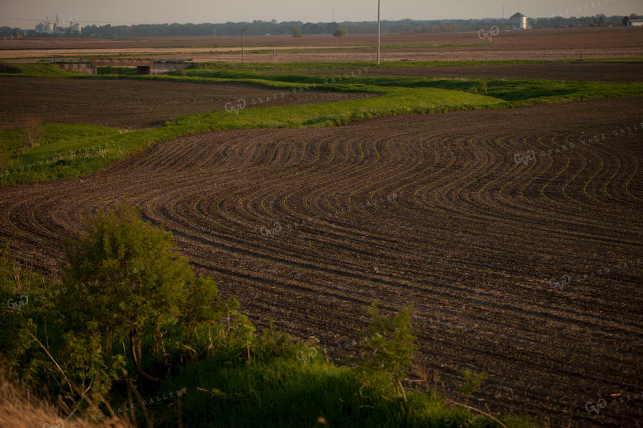 Corn - Early Growth 1134