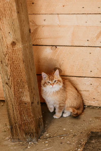 Orange Cat in Barn 64210