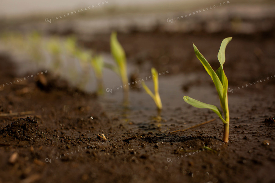 Early Growth Corn 5552