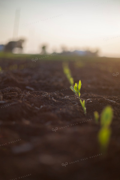 Corn - Early Growth 1142