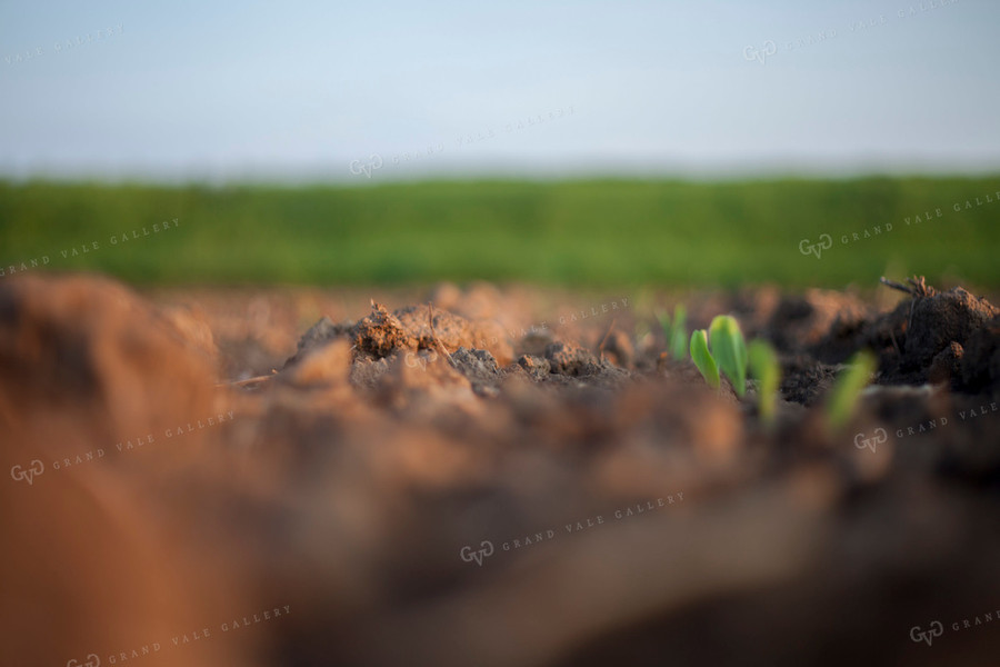 Corn - Early Growth 1151