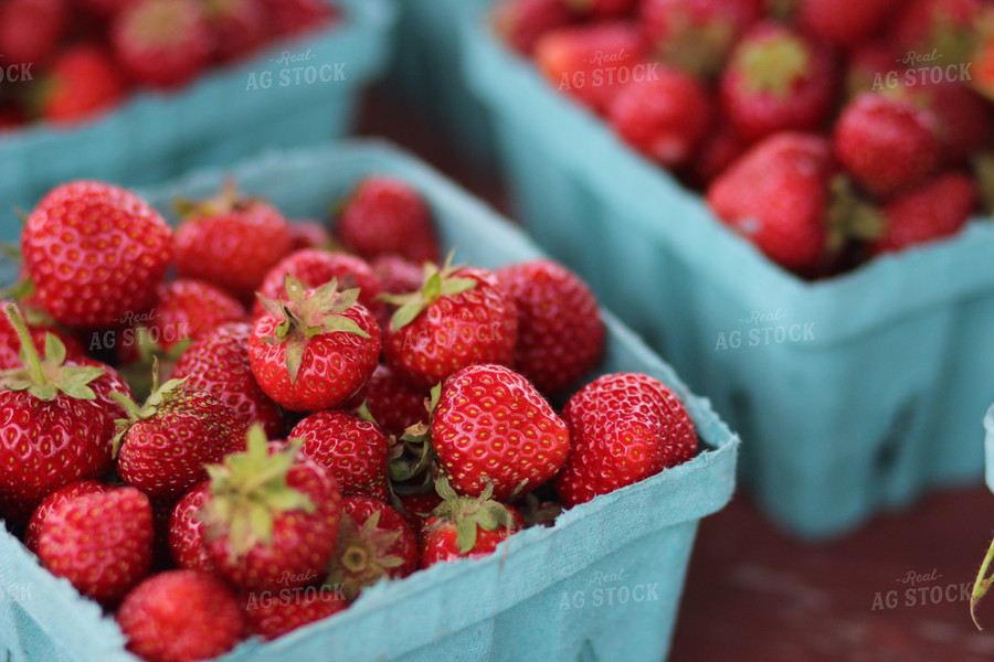 Strawberries in Punnet 73008