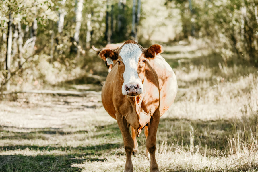 Hereford Cow in Pasture 64172