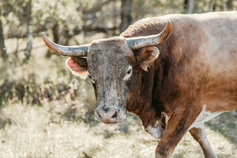 Hereford Cow with Horns in Pasture 64173