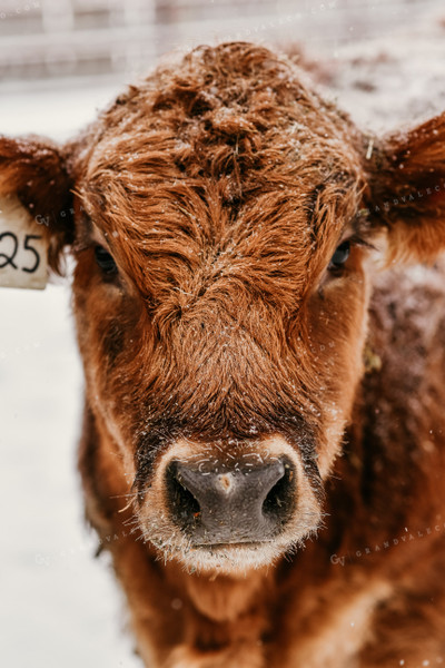 Red Angus Cow in Snow 64199