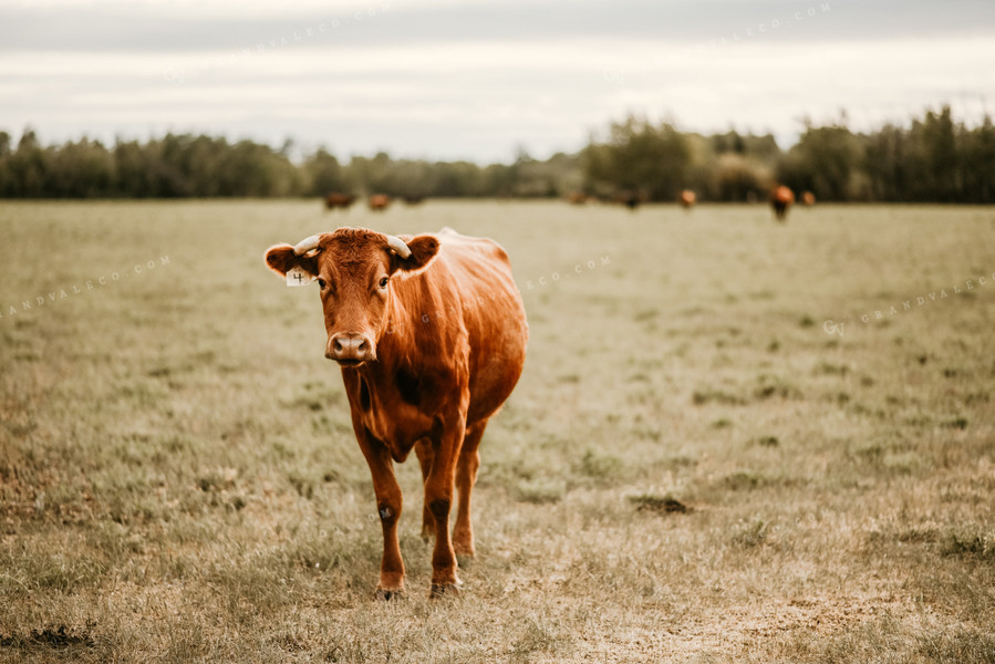 Red Angus Cow in Pasture 64216