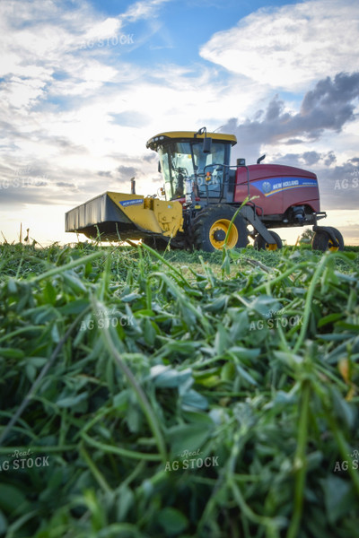 Cutting Alfalfa Hay  56340