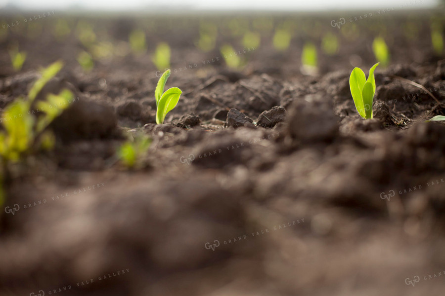 Corn - Early Growth 1177