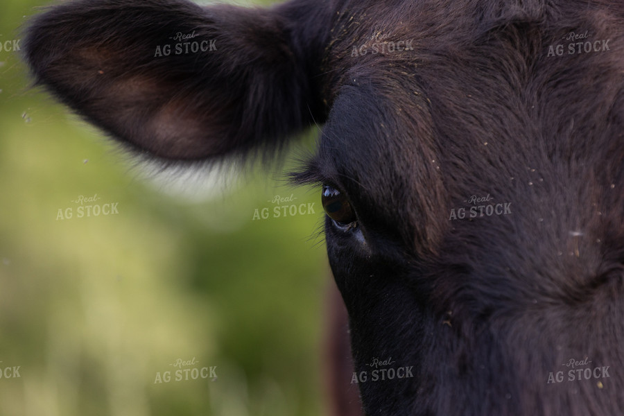 Angus Cow Head Close Up 52390