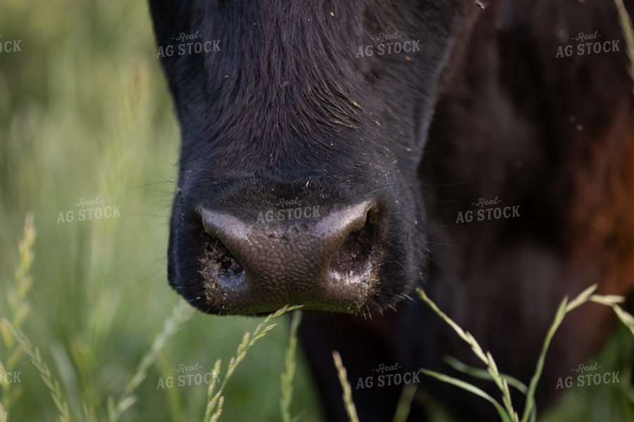 Angus Cow Nose Close Up 52391