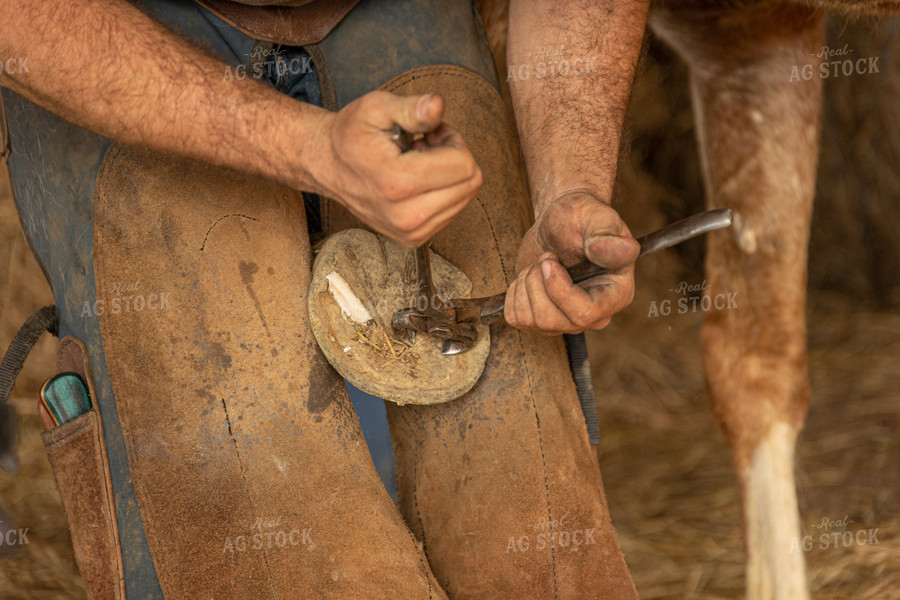 Farrier Shoeing Horses 52414