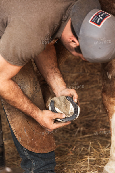 Farrier Shoeing Horses 52419