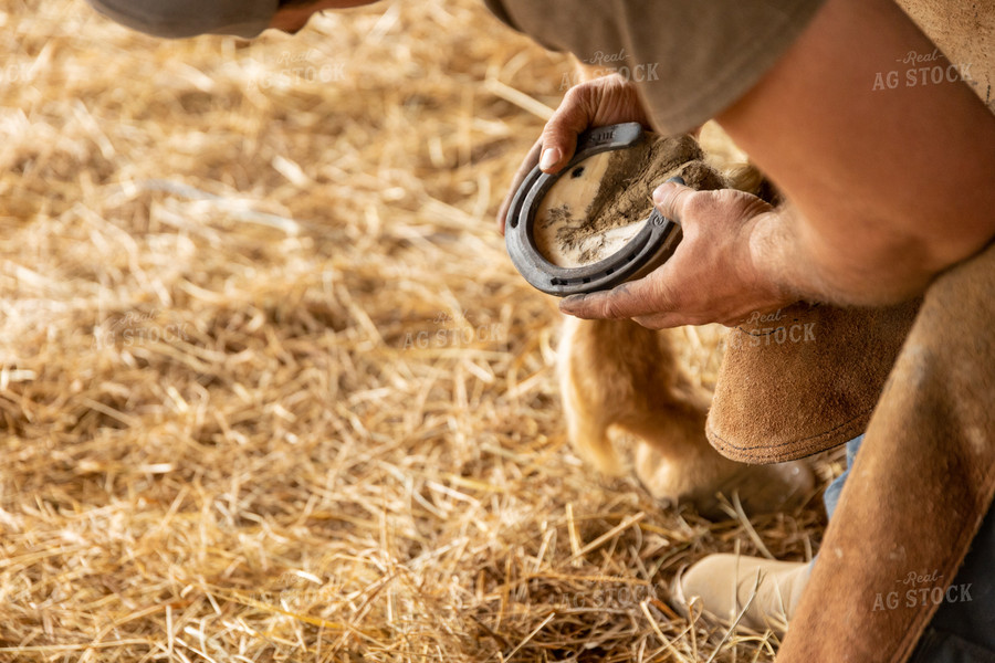 Farrier Shoeing Horses 52430