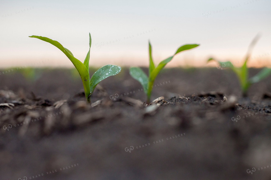 Corn - Early Growth 1184