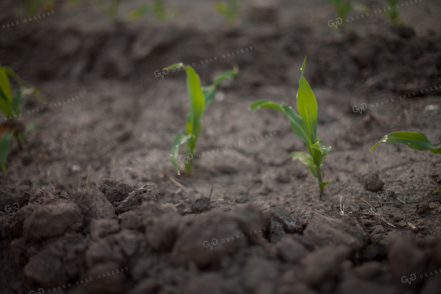 Corn - Early Growth 1192
