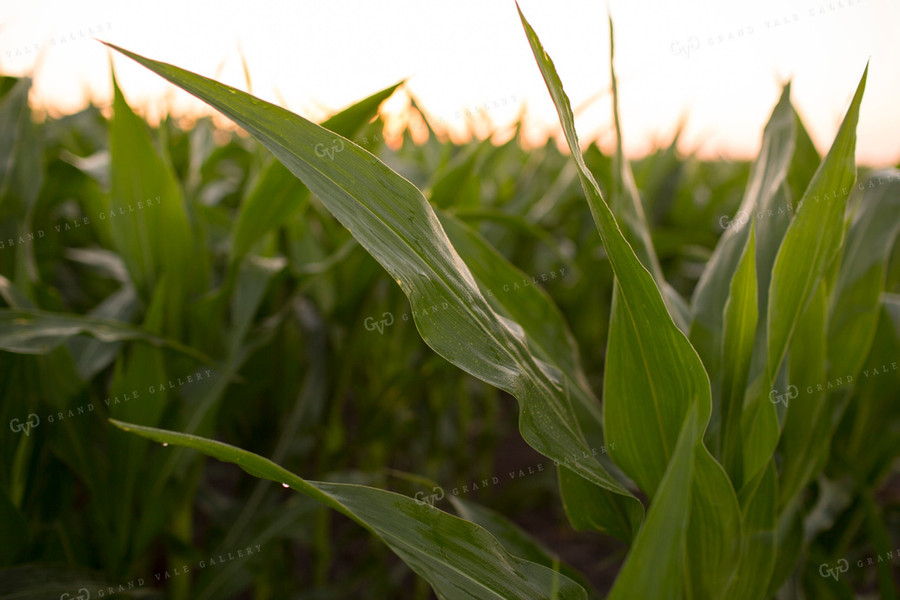 Corn - Mid-Season 1198