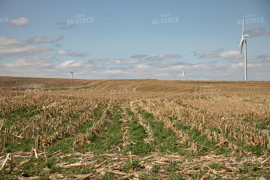 Cover Crops in Corn Stalks 67193